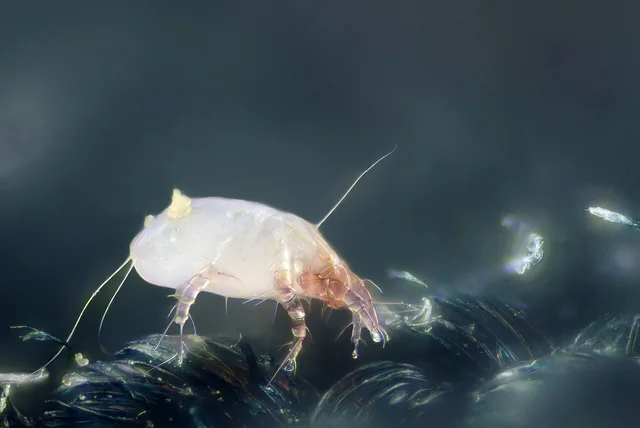 Ácaro del polvo (Dermatophagoides pteronyssinus) microfotografía — invisible a simple vista