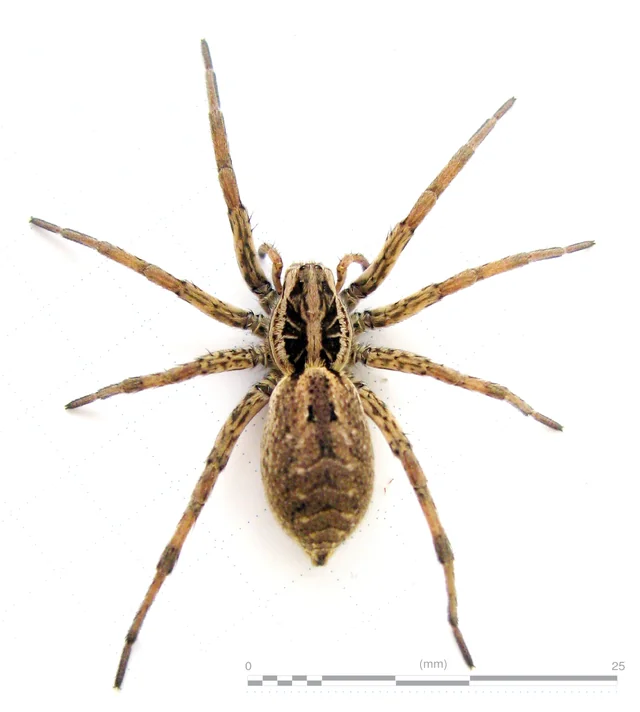 Arana lobo (Hogna radiata) adulta vista dorsal