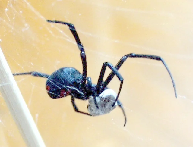 Viuda negra sudamericana (Latrodectus mactans) hembra — abdomen negro brillante con marca roja en forma de reloj de arena