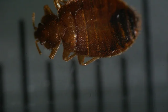 Chinche de cama (Cimex lectularius) adulta vista dorsal, cuerpo marrón rojizo aplanado