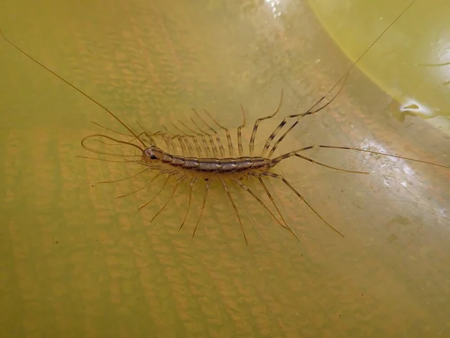 Ciempies casero (Scutigera coleoptrata) adulto en pared con sus 15 pares de patas largas