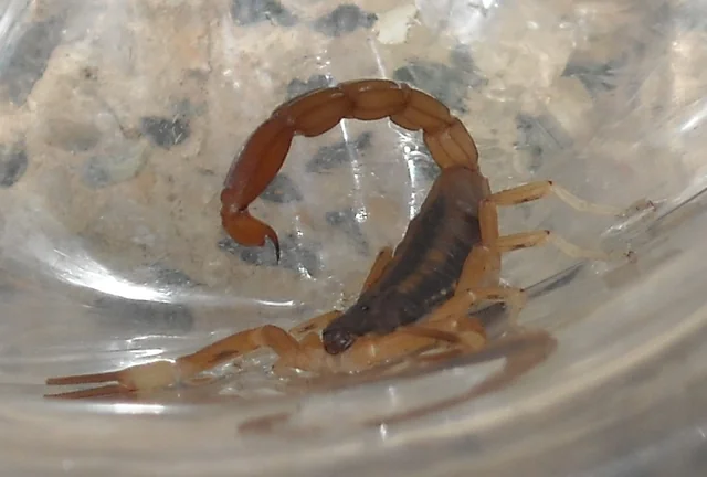 Escorpión Tityus trivittatus adulto, especie peligrosa en Argentina y Brasil