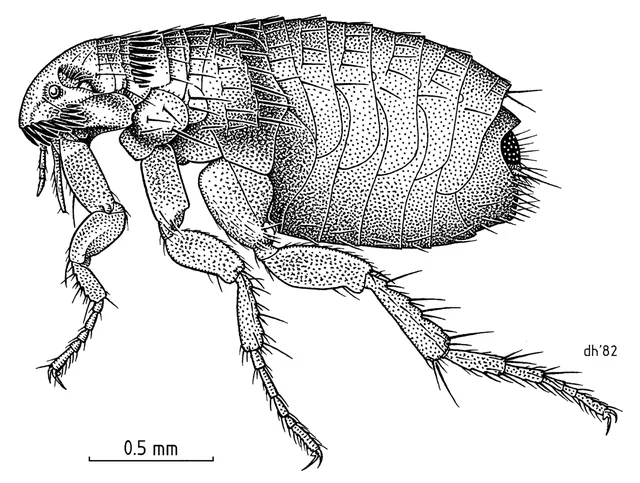 Pulga doméstica (Ctenocephalides felis) vista lateral — ilustración científica