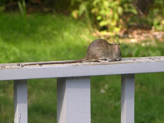 Rata negra (Rattus rattus) adulta en su hábitat, cola más larga que el cuerpo