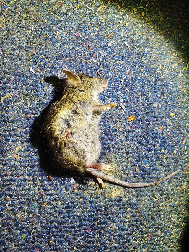 Ratón doméstico (Mus musculus) adulto — pelaje gris pardo, orejas grandes, hocico puntiagudo