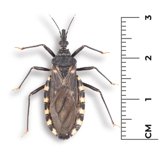 Vinchuca (Triatoma infestans) adulta vista dorsal